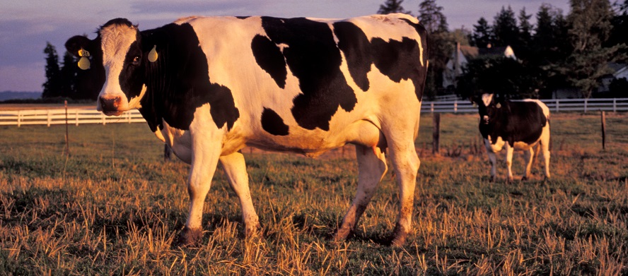 Tailored animal nutrition and feed strategies can lead to a significant reduction in antimicrobial usage