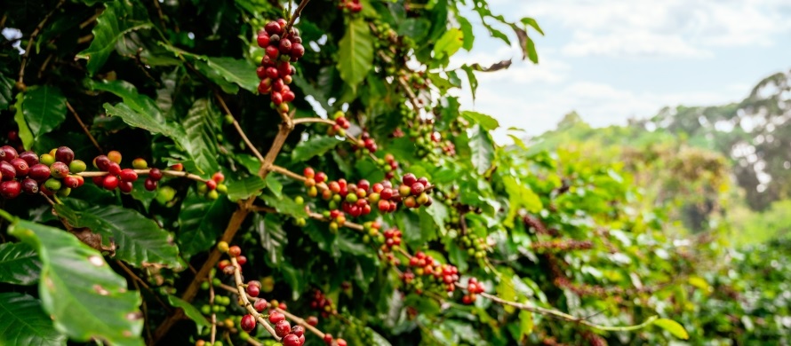 Safeguarding the brew: Codex in the coffee trade