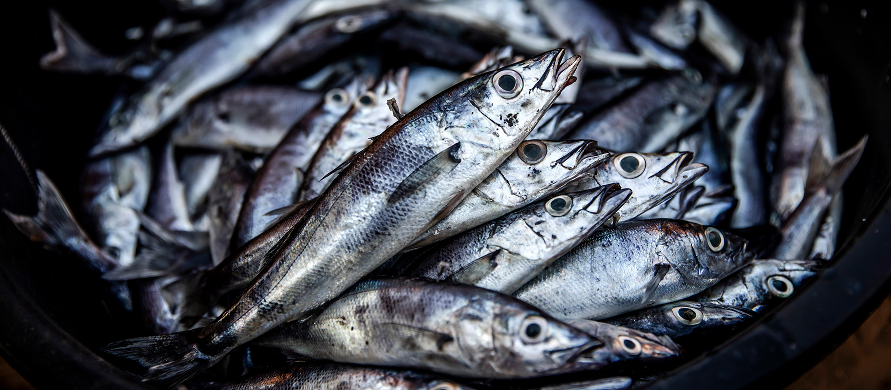 CCFFP36/ Sardinella lemuru makes it through to CAC47