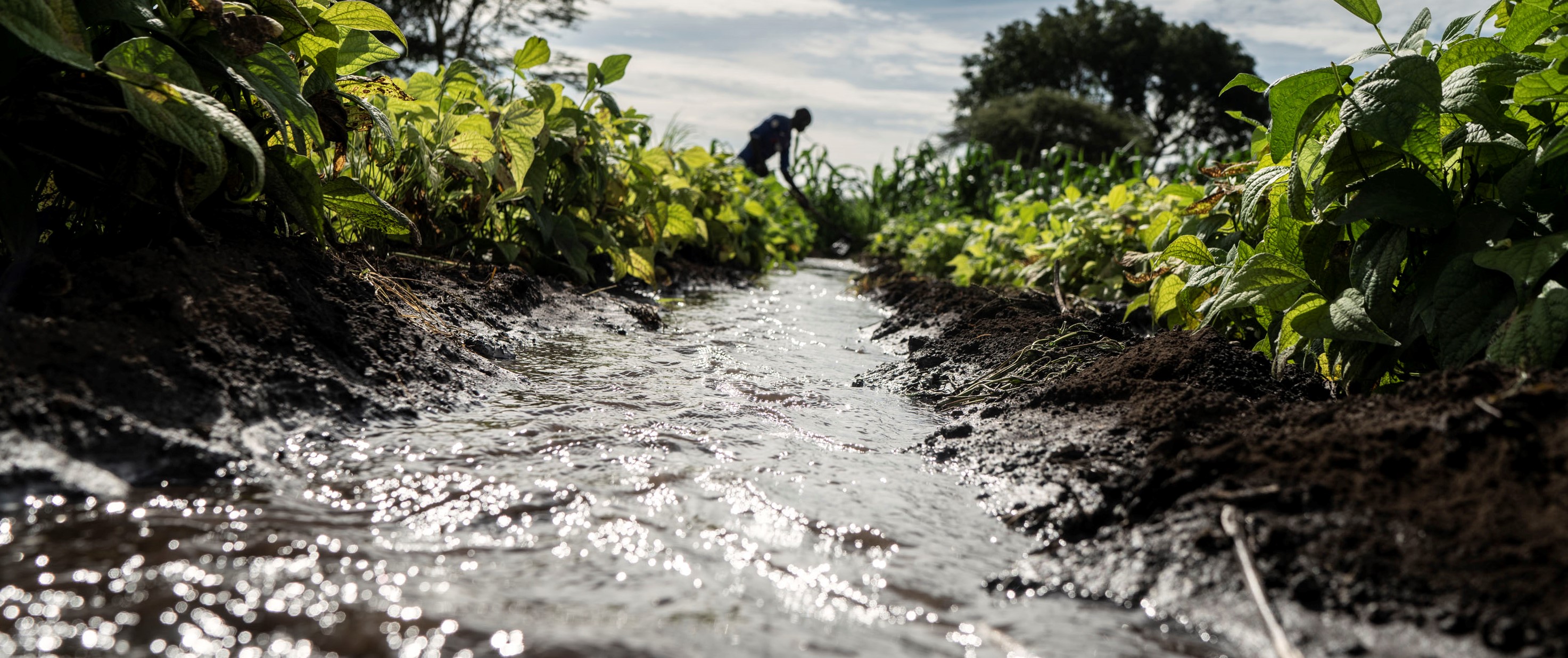 How new Codex guidelines will help food business operators address hazards in water